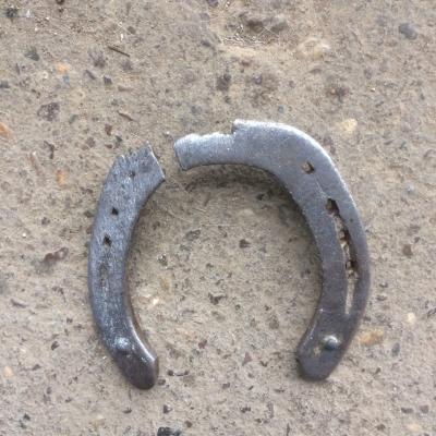 fers d'attelage d'un cheval de selle