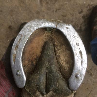 fers d'attelage d'un cheval de selle